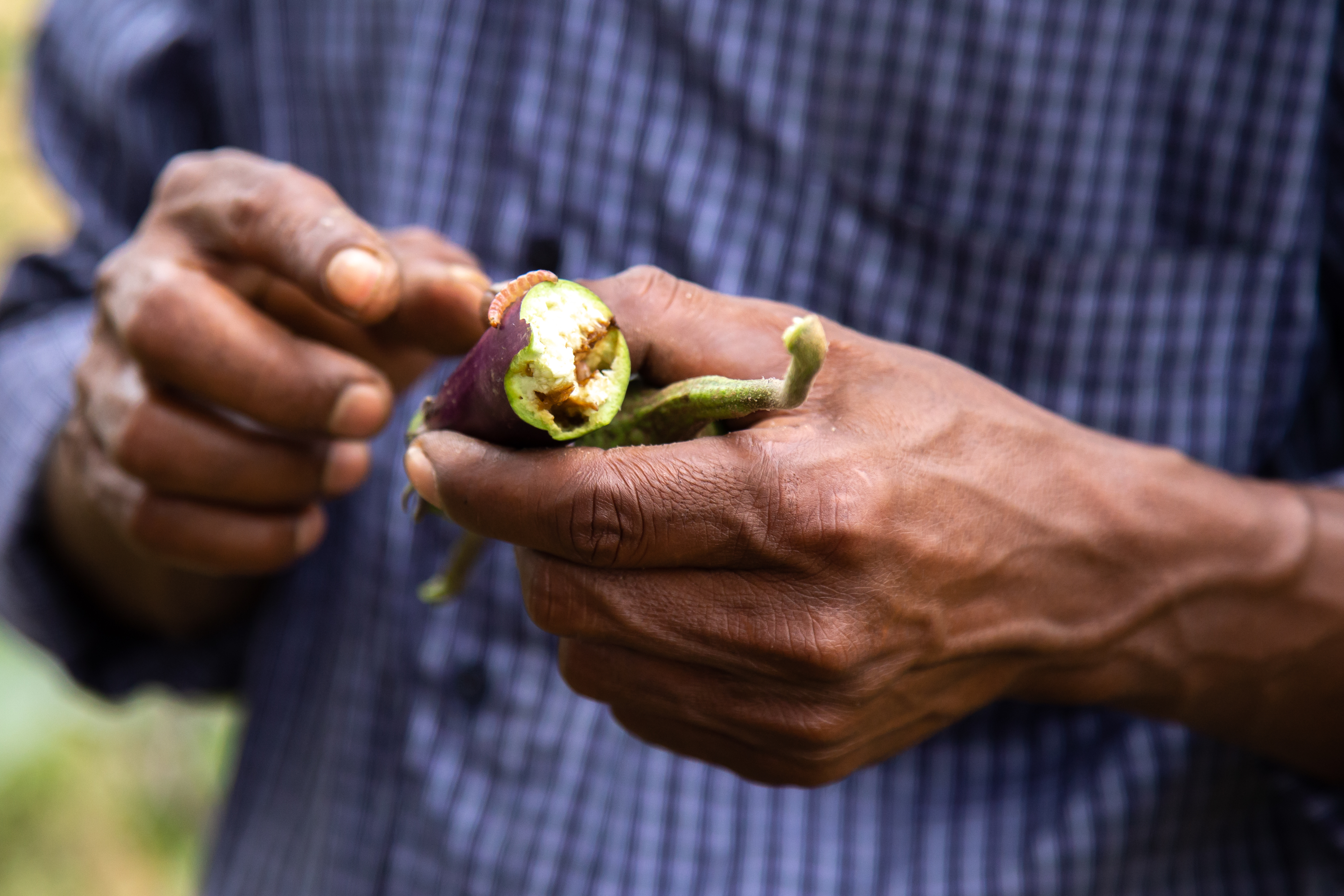 Bt Brinjal Photos