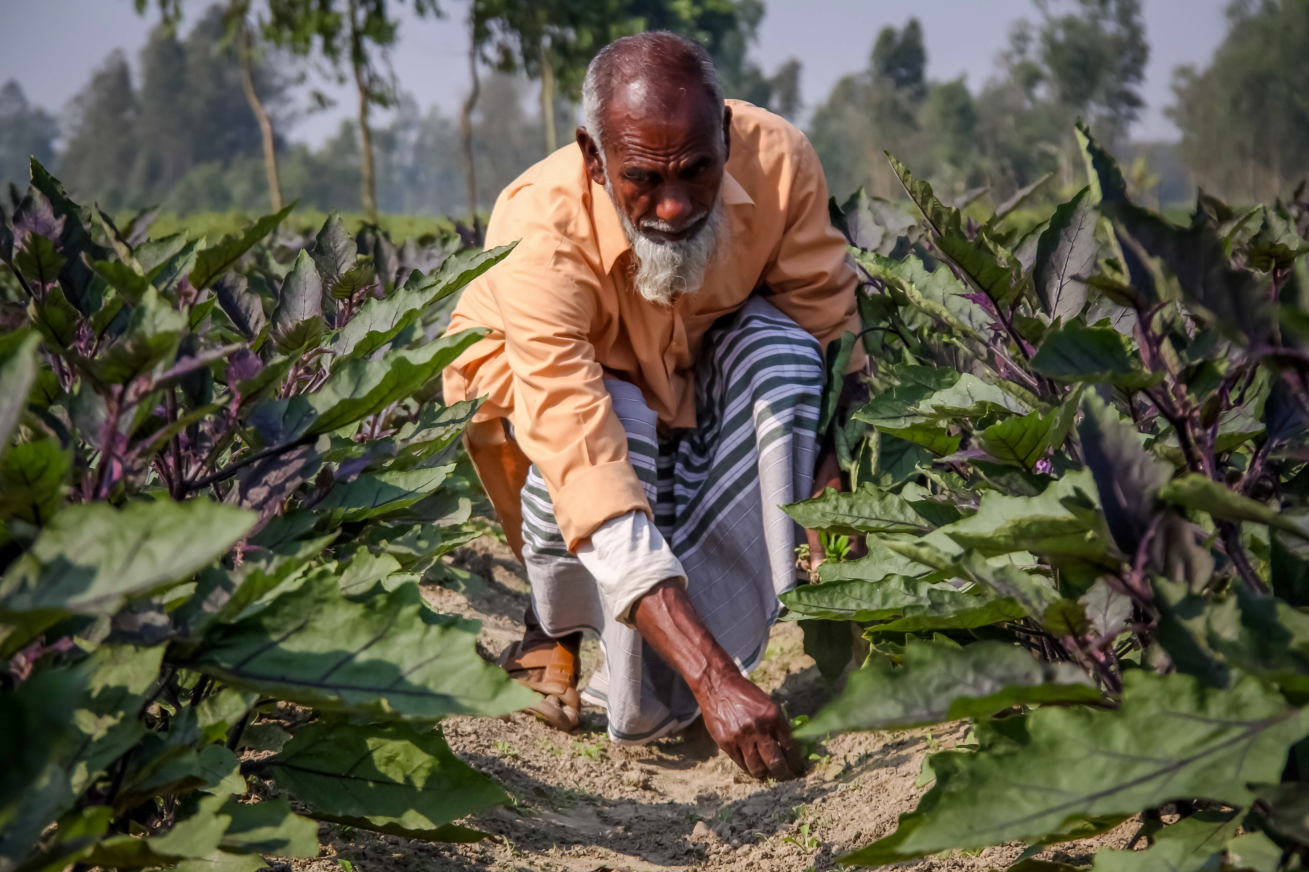 Bt Brinjal Photos