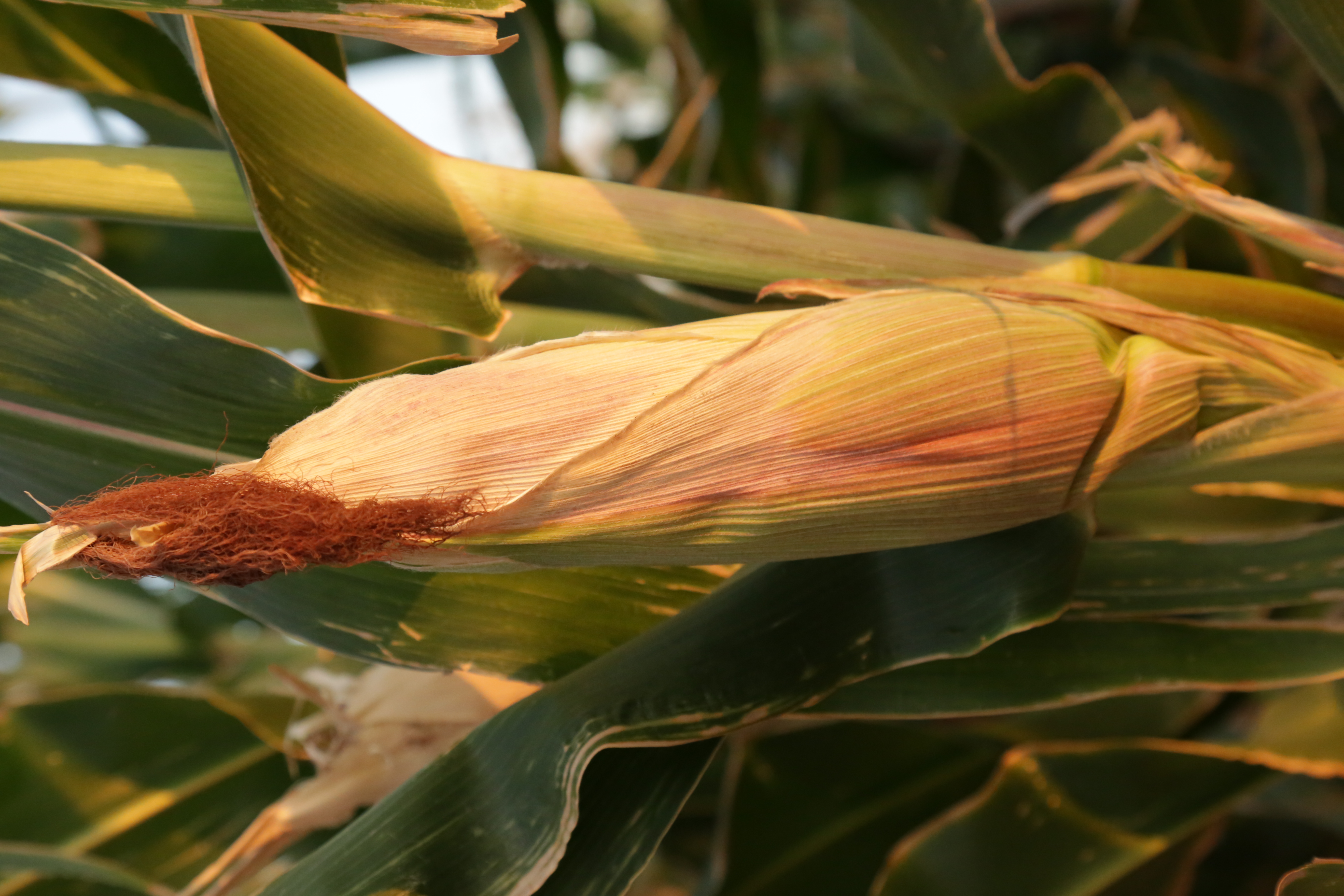 Water Efficient Maize for Africa Photos