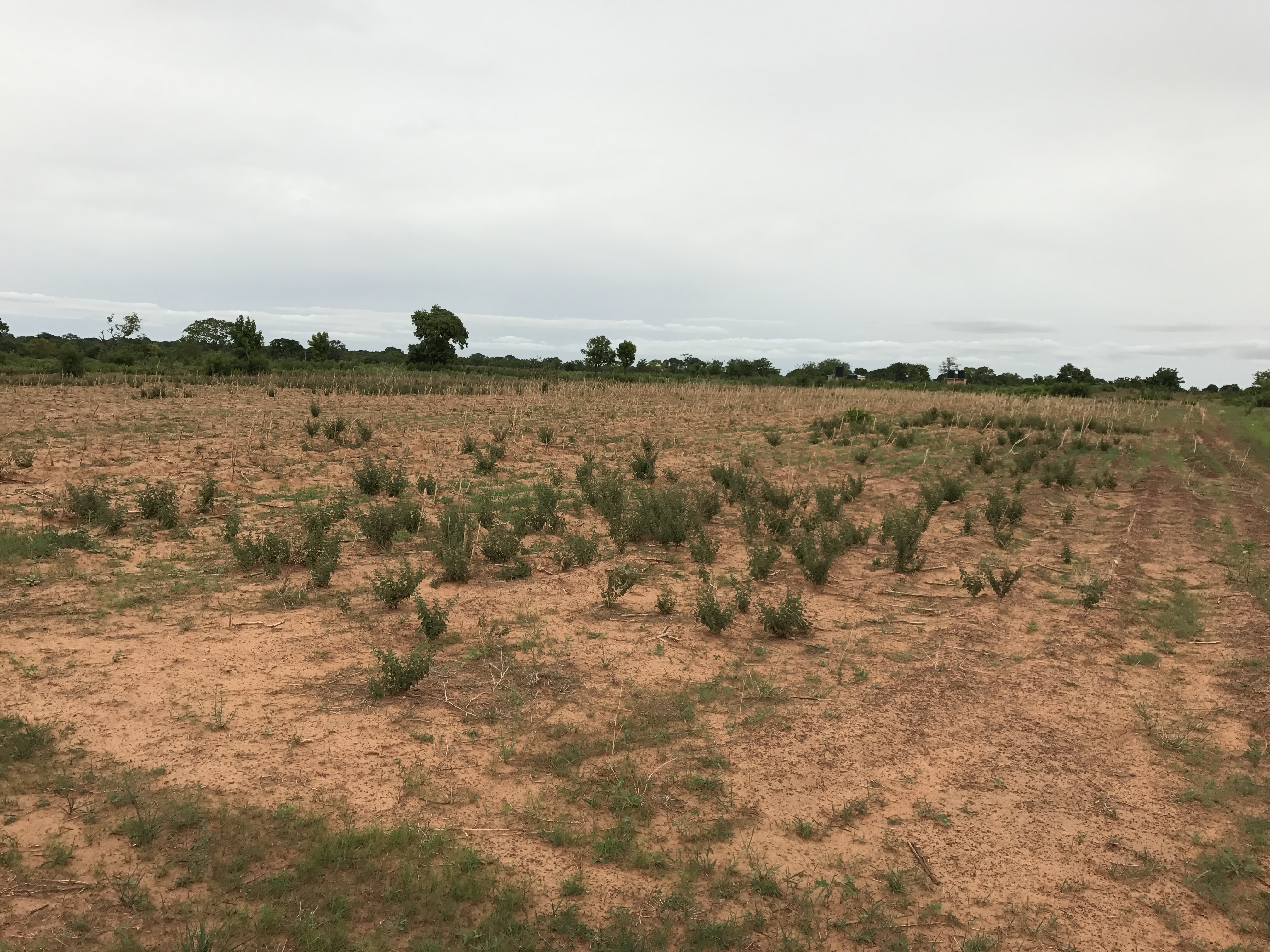 Bt Cowpea in Ghana Photos