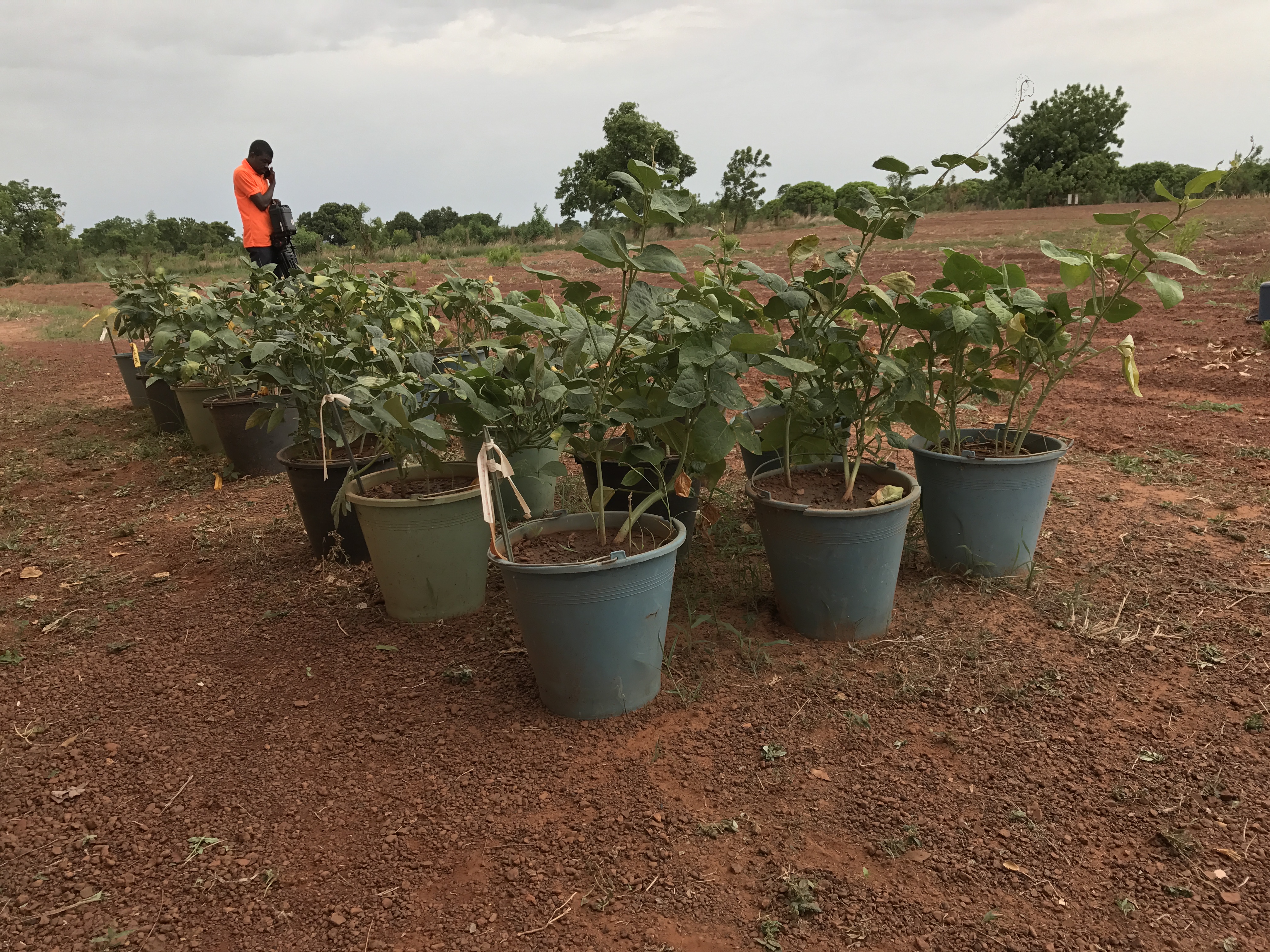 Bt Cowpea in Ghana Photos