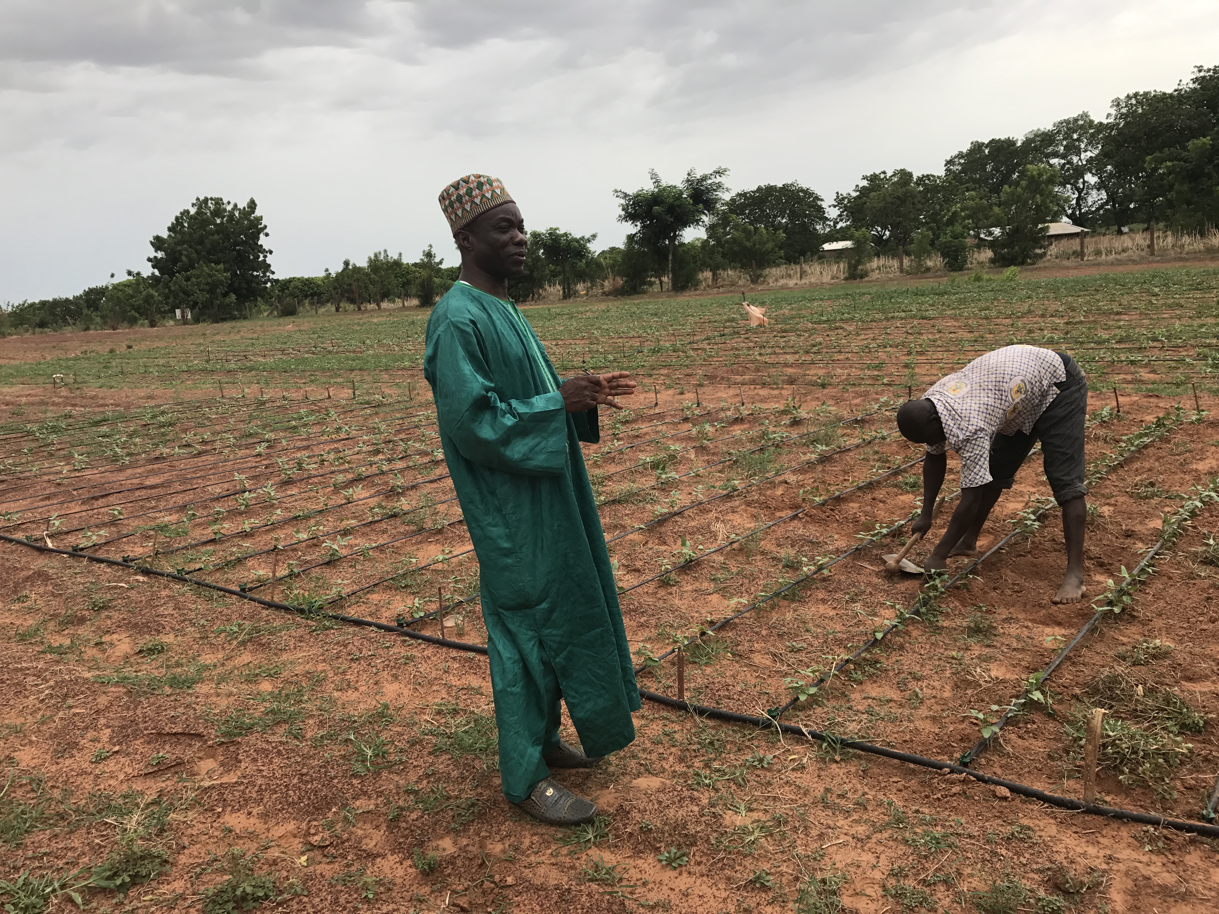 Bt Cowpea in Ghana Photos