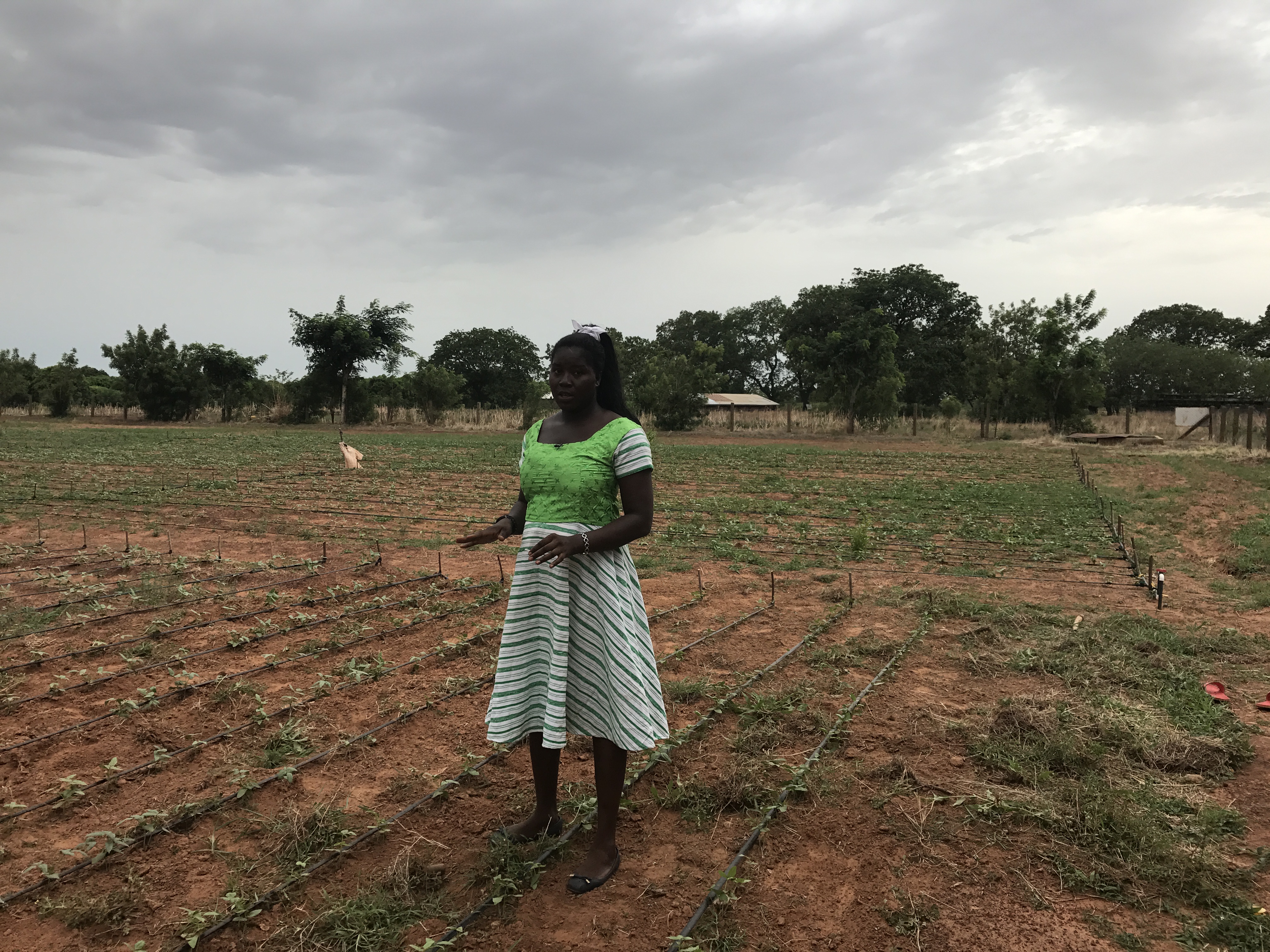 Bt Cowpea in Ghana Photos
