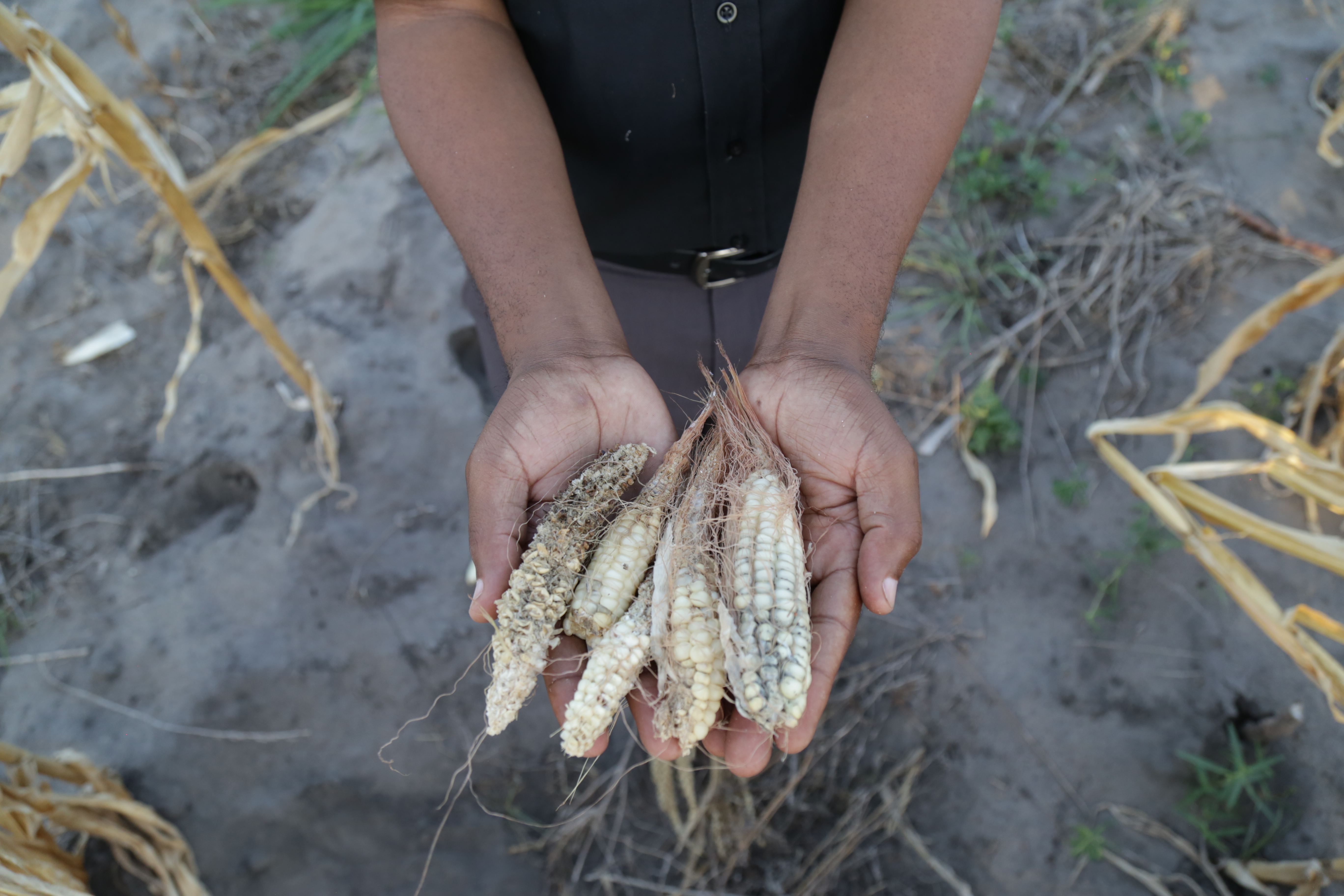 Water Efficient Maize for Africa Photos