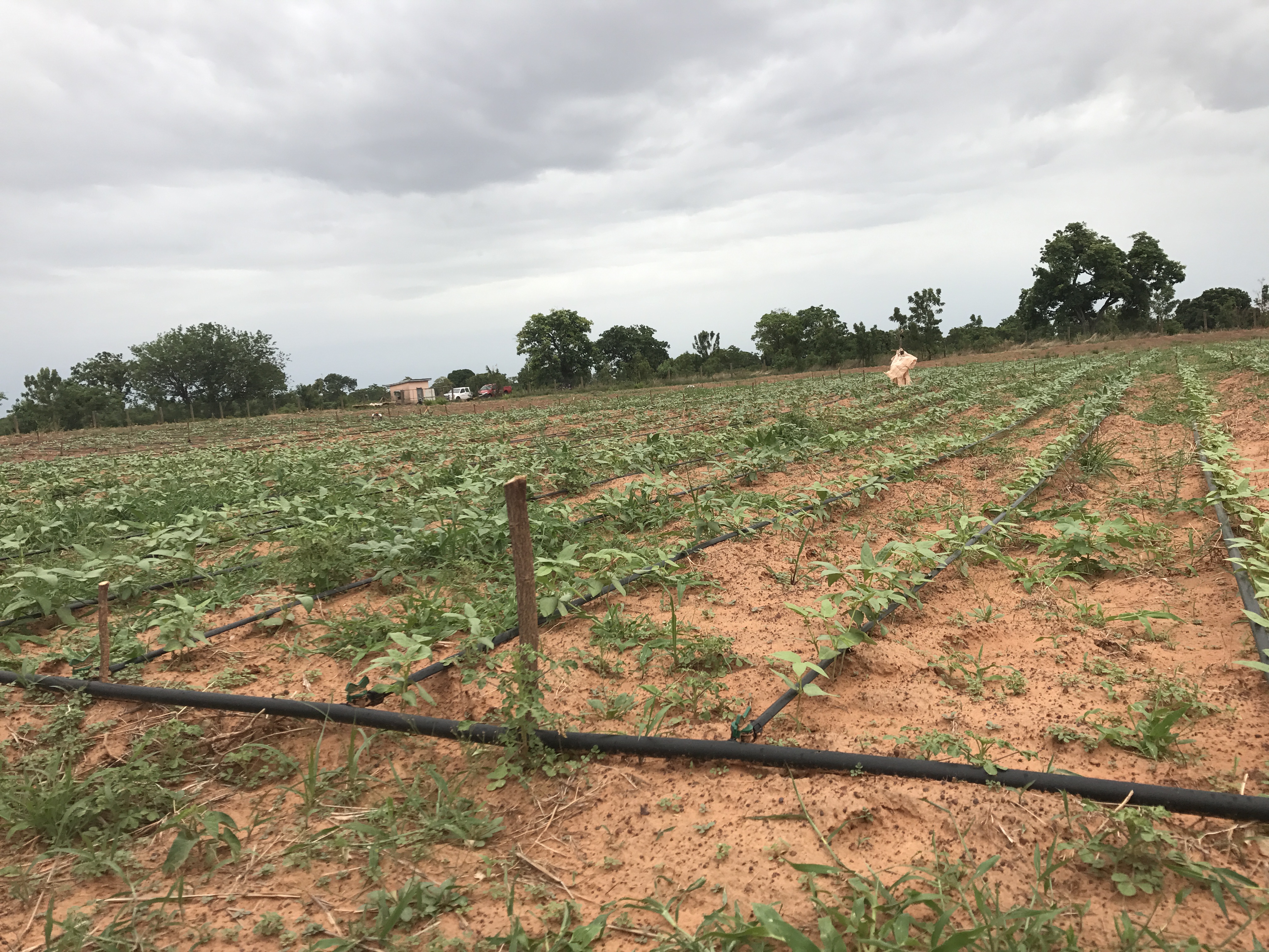 Bt Cowpea in Ghana Photos