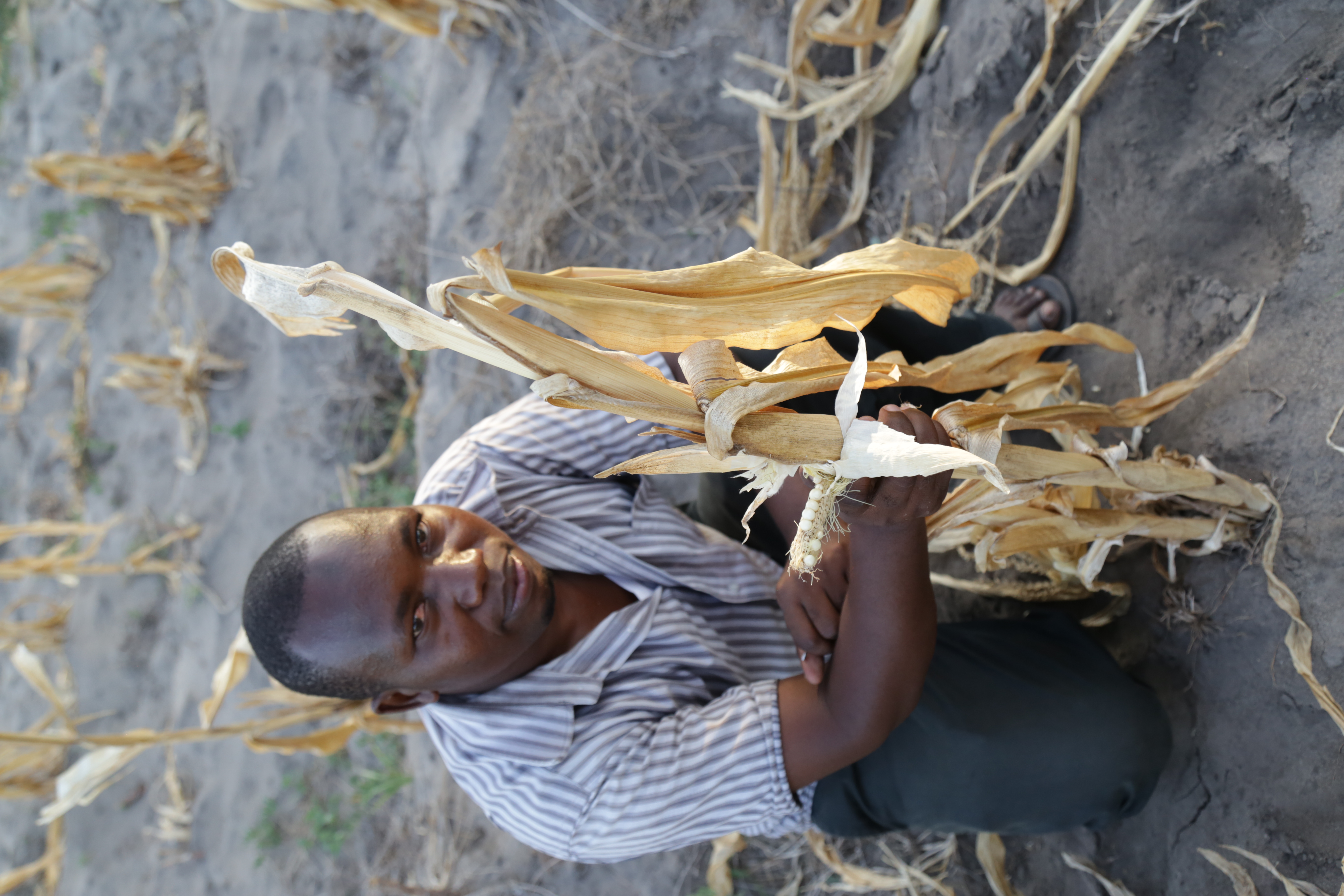 Water Efficient Maize for Africa Photos