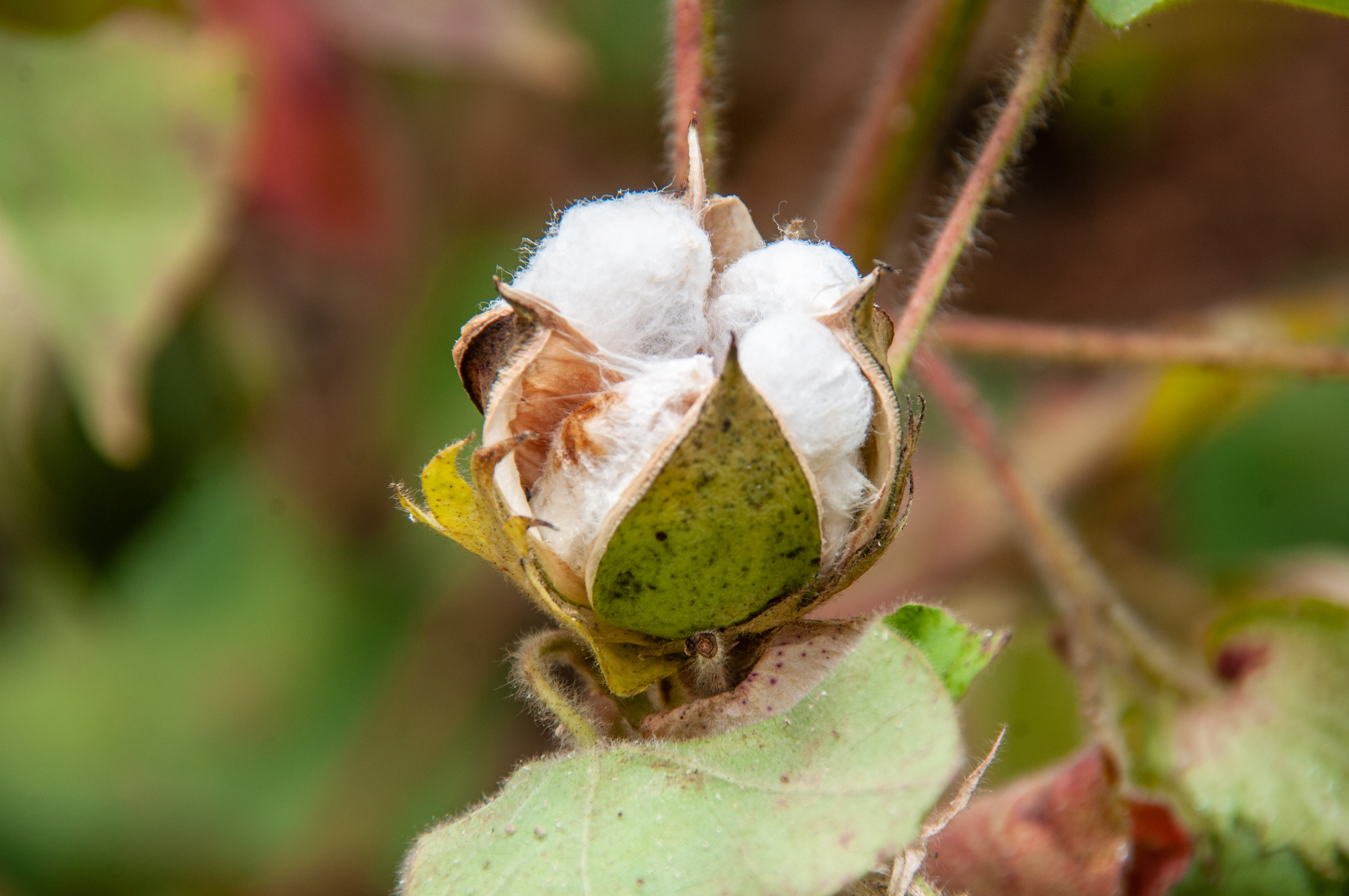 Mwea Bt cotton Farming