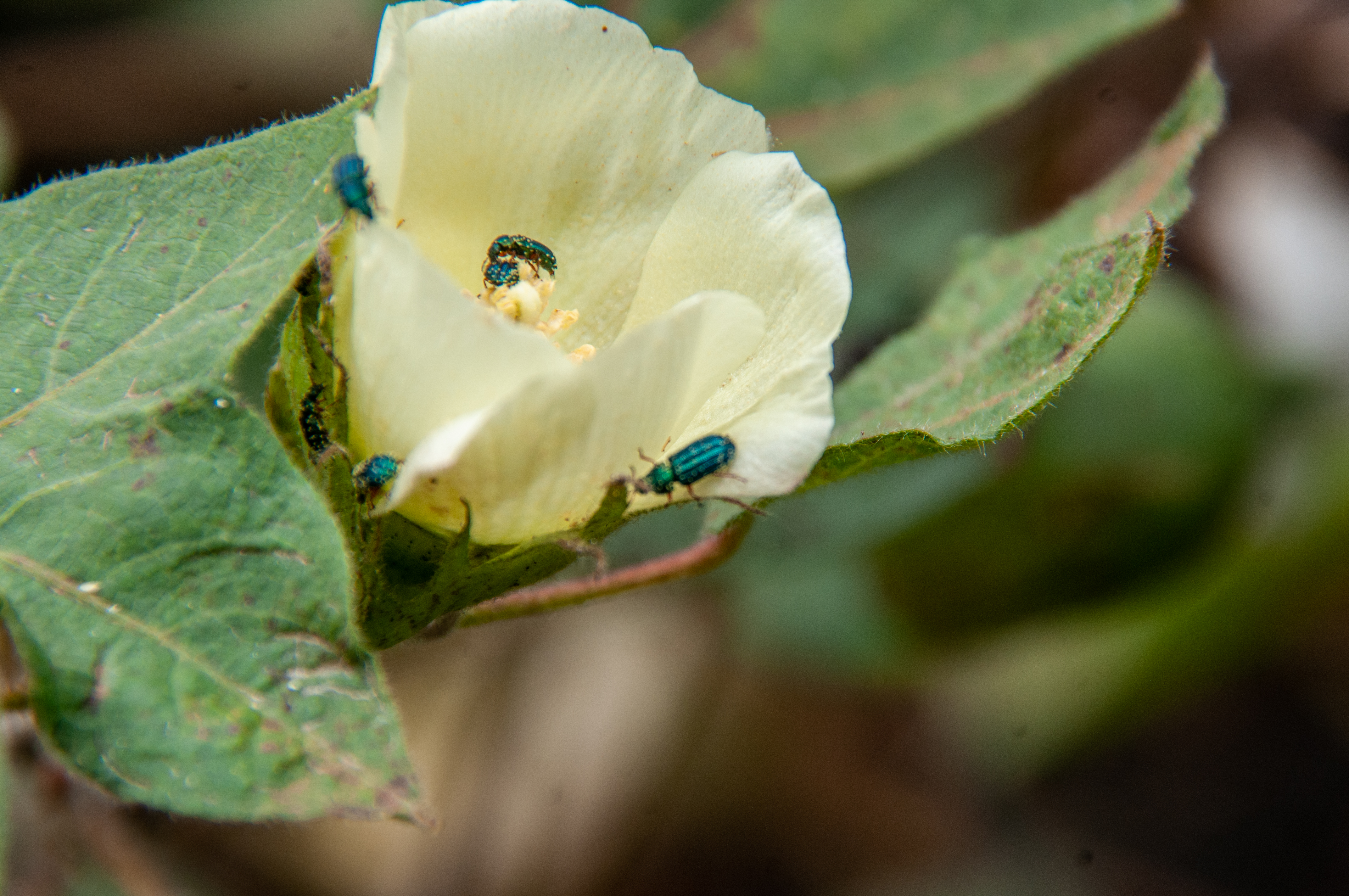 Mwea Bt cotton Farming