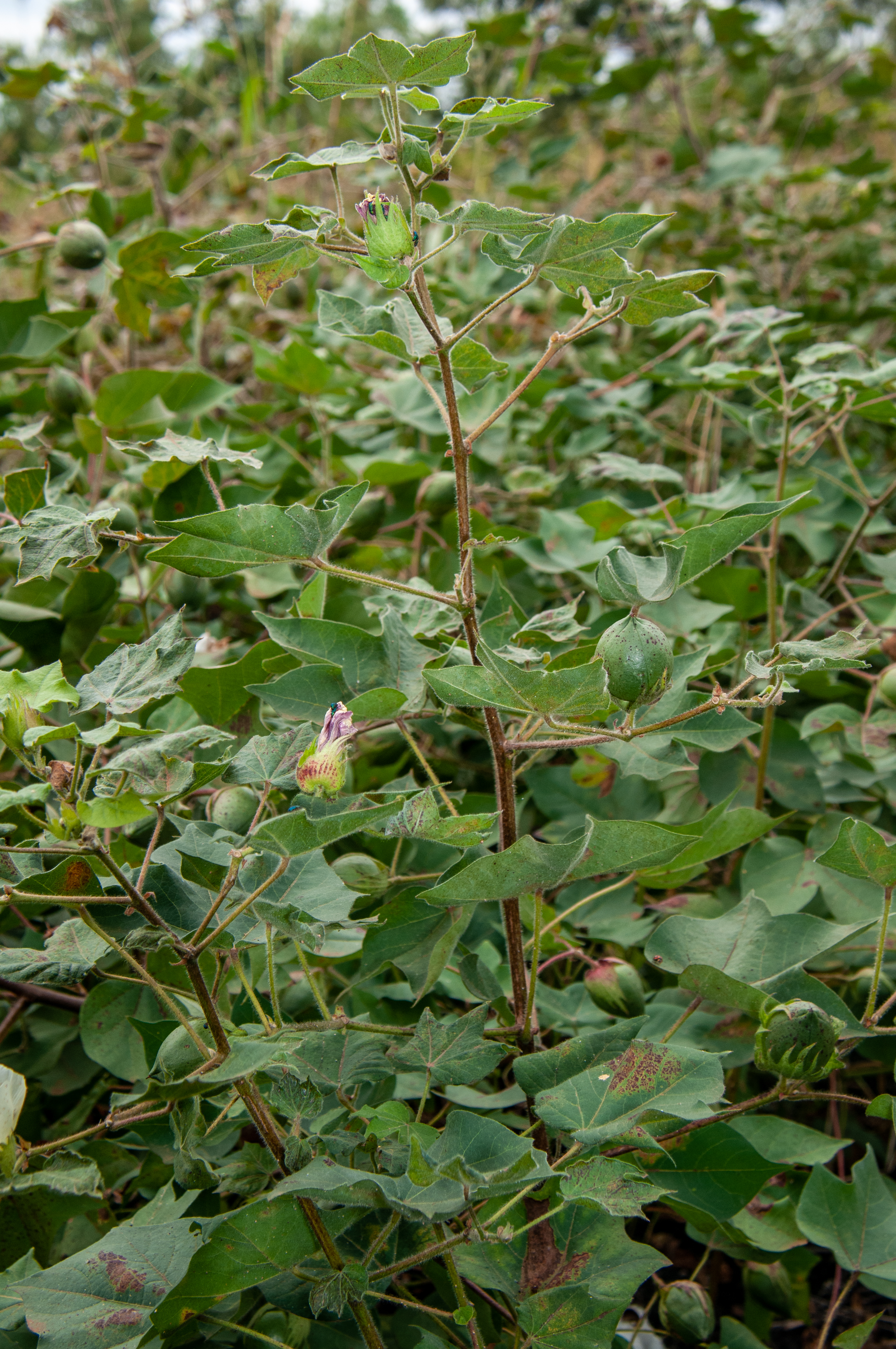 Mwea Bt cotton Farming